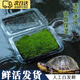 LISM爬寵墊材苔蘚鮮活青苔綠植短絨白發(fā)苔蘚真草皮微景觀生態(tài)水缸植物 新鮮（雙層）一盒