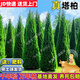 塔柏樹苗墓地松掃墓墳?zāi)沟貕炃扒迕鞴?jié)柏樹樹苗松柏樹苗帶泥土常青 1.3-1.4米高（送肥料）熱銷 壯苗（養(yǎng)死包賠）