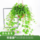 常春藤盆栽室內綠植吊蘭垂吊植物陽(yáng)臺多季常青好養長(cháng)青爬藤 165#常春藤1盤(pán)+塑料原盤(pán)含掛鉤