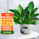 雙盟金鉆綠公主辦公室綠植盆栽花卉吸毒王吸甲醛三棵瓷盆源頭直發(fā)