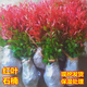 懶人熊紅葉石楠樹(shù)苗四季常青庭院別墅綠化苗木盆栽紅羅賓籬笆苗景觀 一件50棵【30-40厘米高】