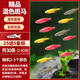 寵小俠小型熱帶魚斑馬魚燈科魚魚苗活體觀賞魚淡水好養(yǎng)耐活寶蓮燈孔雀魚 今日特惠混色斑馬30條 限時優(yōu)惠