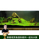 云峰海瑞魚(yú)缸造景套餐魚(yú)缸裝飾活體水草泥陶粒砂底砂對(duì)葉牛毛水草種子 松皮石造景 60cm套餐