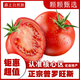 美水樂虹正宗沙地普羅旺斯西紅柿現(xiàn)摘新鮮沙瓤蔬菜水果生吃西紅柿自然熟 嚴選一級18-24枚裝 單果 50g +