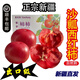 獨愛(ài)（DUAR）新疆沙瓤西紅柿5斤精品果約12-16個(gè)禮盒裝新鮮普羅旺斯生鮮蔬菜