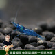 云峰海瑞黑殼蝦清潔蝦觀賞蝦 魚缸水族箱水草缸清潔除藻淡水 【漂亮清潔蝦】藍(lán)鉆15只