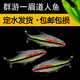 甄夢(mèng)漁野草缸群游大號一眉道人魚(yú)觀(guān)賞魚(yú)紅眉道人可混養小型淡水熱帶魚(yú) 中號一眉道人2條裝 5-6cm