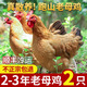 頤鄉(xiāng)情現(xiàn)殺老母雞新鮮農(nóng)家500天散養(yǎng)土雞黃油母雞笨雞柴雞跑步走地當(dāng)天 黃油老母雞凈重5斤/2只料包+人參