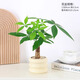 綠有意 綠植花卉辦公室客廳桌面盆栽擺件簡約創(chuàng)意網(wǎng)紅北歐綠植ins云朵盆 發(fā)財樹+甜甜圈PET樹脂盆+托盤+肥料 北歐風(fēng)格網(wǎng)紅綠植