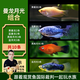 云峰海瑞 水族箱小型熱帶魚觀賞魚活體紅綠燈魚淡水水族電光魚美人天使魚 曼龍?jiān)鹿饨M合(共10條)