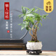 開時果 五福發(fā)財樹盆栽 中式禪意盆景植物桌面招財擺件綠植源頭直發(fā)包郵 五福發(fā)財樹（白蓮盆+圓底托）