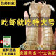 【順豐】皮皮蝦鮮活一名蝦爬子超大皮皮蝦海鮮海蝦新鮮蒸熟全母 特大號公皮皮蝦【13-17cm】 1g(凈重)  一斤裝【一人不夠吃 不實(shí)惠X】
