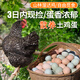 密農人家農家散養土雞蛋 正宗林間散養笨雞蛋 吃糧食和小蟲(chóng)草雞蛋寶寶輔食 散養土雞蛋20枚