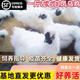 一斤左右現(xiàn)貨白鳳烏雞活的正宗泰和烏雞苗白毛雞烏骨雞脫溫苗現(xiàn)貨 1斤左右白鳳烏雞【2公8母送2只防損12只】