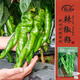 壽禾 螺絲椒辣椒種子苗早熟隴椒四季種植菜種籽 濰豐螺絲將軍種子60粒