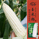 壽禾 白甜糯玉米種子苗超糯大棒蔬菜種籽 濰育密甜糯1號玉米種子150g 