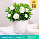 開時果 梔子花盆栽濃香型四季開花卉 陽臺花卉好養(yǎng)綠植物源頭直發(fā)包郵 花瓣瓷盆+底托【120#梔子花】