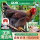 嘆雞原種清遠(yuǎn)母雞 1kg  散養(yǎng)農(nóng)家走地雞生鮮冷凍土雞 椰子雞燉湯食材 168天母雞1000g/2只