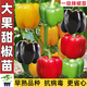 水果甜椒苗秧苗辣椒苗大果紅黃綠方椒圓椒四季盆栽柿子椒五彩椒苗 大果甜椒苗【山東正版一級苗】高 紅+黃+綠果 各3棵苗+3袋肥