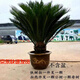 秋芊卉精品鐵樹大型盆景四季常青公母鐵樹室內(nèi)室外地栽盆栽耐寒耐熱樹苗 球直徑23-24cm（樹高1.3-1.4m）
