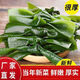 薰蜜【高品質(zhì)】鹽漬海帶扣新鮮海帶結(jié)無沙涮火鍋食材麻辣燙批發(fā)商用 AAA海帶結(jié)3斤