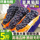云南夏黑無(wú)籽葡萄當(dāng)季孕婦無(wú)籽黑提黑加侖 巨峰香甜可口5斤整箱郵 1斤