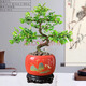 詩(shī)甲 小葉榆樹(shù)盆景盆栽黃金老樁造型提根榆樹(shù)節日高檔送禮耐寒盆景 S小葉榔榆+旭日東升紅盆+底座