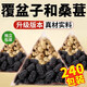 北京同仁堂桑葚覆盆子茶組合中藥材特級正品桑葚干新鮮泡水喝正品藥房旗艦店 覆盆子+桑葚30包（體驗(yàn)裝） 官方店京自旗艦營東大藥房