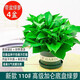 行湘綠蘿盆栽新房綠植盆栽凈化空氣 110#綠蘿4盆+0.5加侖盆 源頭直發(fā)