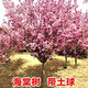 飛沭海棠樹(shù)苗庭院花樹(shù)別墅地栽垂絲北美西府海棠耐寒耐熱風(fēng)景綠化 西府海棠 地徑4公分粗【1.6-1.8米高】