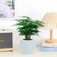 綠有意 綠植盆栽辦公室桌面室內(nèi)高端水培北歐風(fēng)發(fā)財(cái)樹綠蘿盆栽奶油風(fēng) 文竹【淡藍(lán)小方吸水盆】