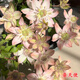 鐵線(xiàn)蓮大苗盆栽藤本爬藤花卉重瓣陽(yáng)臺庭院攀援四季植物帶盆發(fā)貨 晝天使