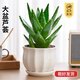 花翁盆栽室內(nèi)花卉綠植仙人掌植物 大號(hào)蘆薈+荷花陶瓷盆源頭直發(fā)