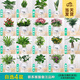 開時(shí)果 綠植盆栽桌面水培綠植 辦公室植物懶人盆景水養(yǎng)植物源頭直發(fā)包郵 【4盆自選】組合花卉綠植