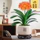 開(kāi)時(shí)果 四季君子蘭盆栽桌面盆景 好養植物精品名貴花卉綠植源頭直發(fā)包郵 君子蘭（白色福字盆+苔蘚+底托）