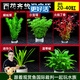 云峰海瑞水草活體懶人草魚(yú)缸造景活體水草套餐魚(yú)缸水草有莖類(lèi)中后景真水草 新手加強版【百花齊放凈水石】20-40cm套餐