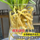 款新款水培香水金邊小蒼蘭花苗室內(nèi)植物四季濃香型花卉耐寒植物 1苗金邊蘭裸根發(fā)貨