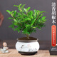 京云夢(mèng) 清香胡椒木防蚊蟲(chóng)驅蚊草綠植盆栽客廳大苗+鳥(niǎo)語(yǔ)花香盆源頭直發(fā)