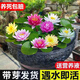 傾顏 5年大睡蓮根塊微型四季種植迷你水培植物藍色睡蓮室外盆栽花卉 混色大睡蓮10個 不含盆