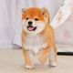 祥記萌奇純種柴犬幼犬活體秋田犬赤柴豆柴幼犬寵物狗狗活體雙血統(tǒng)小中型犬 賽級