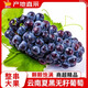 【現貨速發(fā)】云南夏黑葡萄無(wú)籽新鮮采摘當季巨峰黑加侖巨峰5斤郵 1斤