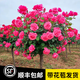 寶御安棒棒糖月季四季開(kāi)花卉室外庭院花園植物盆栽綠植玫瑰花特大樁樹(shù)苗 粉色大花棒棒糖月季 2公分粗（高一米左右）