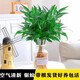 行湘竹柏水培綠植桌面客廳盆栽綠植盆景 竹柏+廣口玻璃瓶 源頭直發(fā)