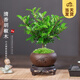 開時果 正宗清香胡椒木盆栽 辦公室內(nèi)桌面植物驅(qū)蚊草綠植源頭直發(fā)包郵 【熱銷款】舍得紫砂盆+苔蘚+圓形底托
