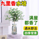 泰西絲水培植物盆栽綠植獨桿九里香+18貼紙玻璃瓶（顏色隨機）源頭直發(fā)