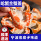 紅膏嗆蟹全蟹蓋醉蟹梭子蟹生腌蟹咸蟹醬蟹糊醬母蟹黃寧波特產舟山 寧波嗆蟹全蟹蓋