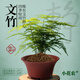 小花農(nóng)兒童桌面微景觀diy材料綠植物國(guó)風(fēng)生態(tài)種植小盆栽種子生長(zhǎng)觀察盒 【文竹】種植套裝一盒 幼兒園種植客廳書房擺件
