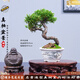 潮裕盆景日本系魚(yú)川真柏盆景辦公室客廳大型綠植室內真樹(shù)盆栽老樁造型擺件 真柏盆景42 帶盆栽好