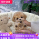 純種泰迪犬長(cháng)不大貴賓犬茶杯犬香檳色泰迪幼犬小體飛耳活體寵物狗 寵物級 2 公