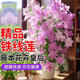 烏托邦鐵線(xiàn)蓮盆栽花卉球蘭大苗薔薇爬藤月季花苗室內外耐寒綠植物 爬藤鐵線(xiàn)蓮隨機一盆 裸根不帶土